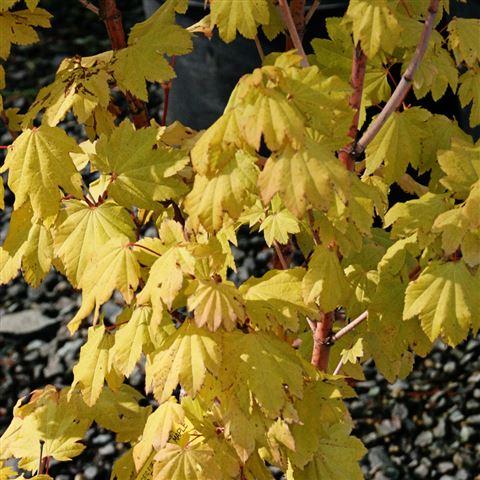 Valley View Nursery - Category Inventory